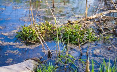 Marshland. Swampy green plants on the water