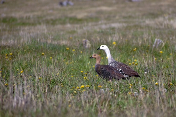 a pair of upland goose or Magellan goose (Chloephaga picta)