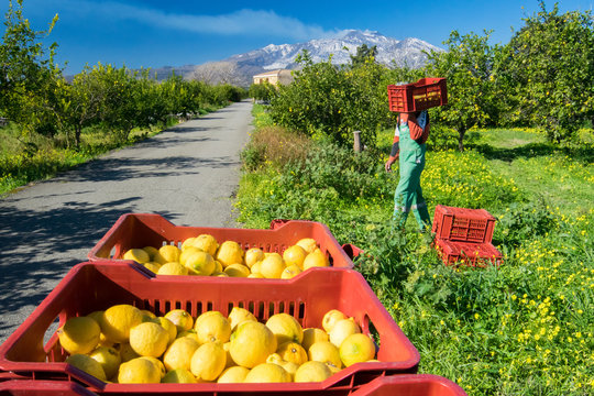 Harvest time: boxes full of just picked lemons in a citrus grove near Catania, Sicily, Mount Etna in the background