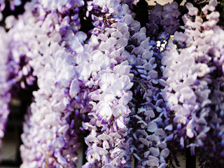 Grapes of Wisteria plant in bloom early in the spring with multiple purple colored flowers