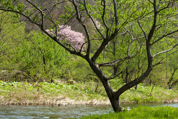 川と桜のある風景