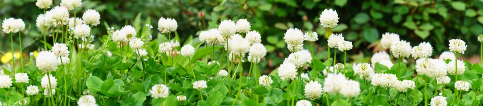 Panoramic view of white clover flowers on green color bokeh background	
