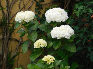 flores blancas