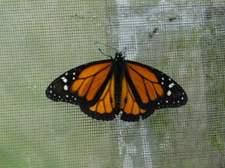 mariposa