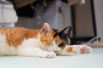 のんびりする休日の猫