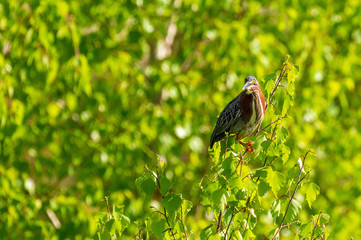 Perched Green Heron making eye contact