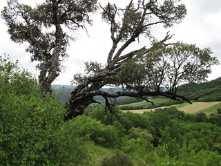 árbol