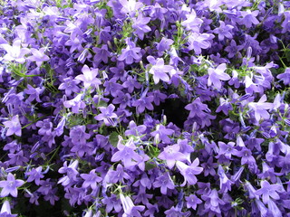 Obraz premium flores silvestres