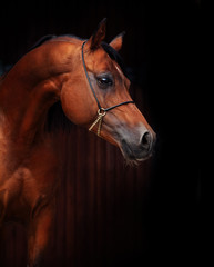 portrait of adult arabian bay stallion.posing against stable
