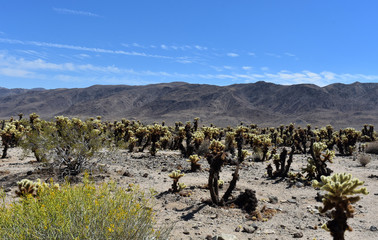 Foothills in the Desert with Cactus in the Sand