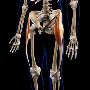 Tensor Fasciae Muscle in Isolation Frontal View of Pelvis, Hip and Legs Human Anatomy