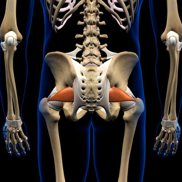 Piriformis Muscle in Isolation Rear View of Pelvis, Hip and Leg Human Anatomy