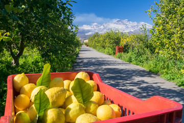 Harvest time: boxes full of just picked lemons in a citrus grove near Catania, Sicily, Mount Etna in the background