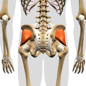 Gluteus Minimus Muscle in Isolation Rear View of Pelvis, Hip and Leg Human Anatomy