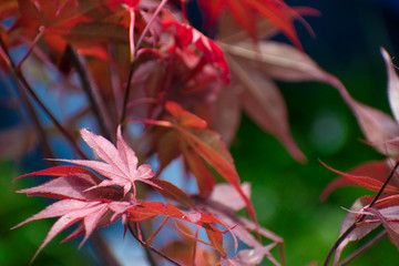 japanese maple leaves 