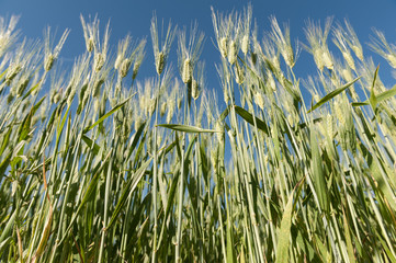 Spighe nel campo sotto il cielo