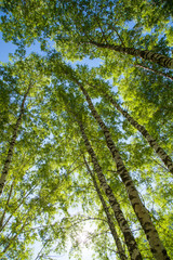 Obraz premium Spring forest, birch trees, sun through the foliage