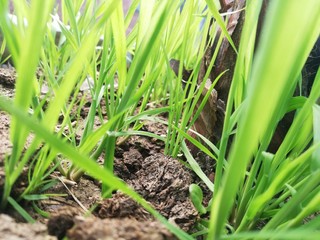 green grass in the morning