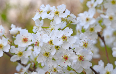 Blooming pear flowers in the garden