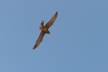 Falco grillano in volo con ali spiegate nel Parco Nazionale dell'Alta Murgia in Puglia (Italia)