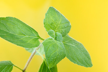 Fototapeta na wymiar Close-up of mint leaves on a yellow background. The process of growing spices at home, herbs on the windowsill. Selective focus.
