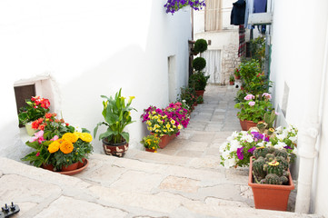 Fototapeta premium w alejkach białej i autentycznej wioski Apulii, wśród roślin i kwiatów. Ekologiczne podróże po przyrodzie i wioskach. Minervino Murge.
