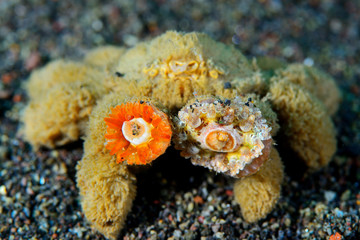 The Teddybear crab