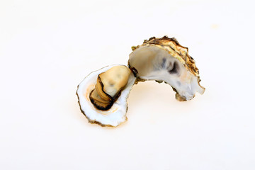 The oyster isolated on a white background