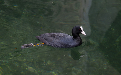 A Eurasian Coot (Fulica atra) swimming in lake Geneva, just outside Montreux, Switzerland.
