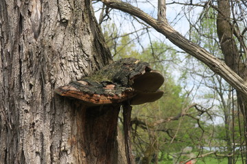 Side View Large Fomes (Hoof) Fungus