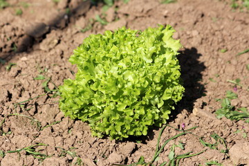 Fresh organic young light green dense multi layered Lettuce or Lactuca sativa annual plant planted...