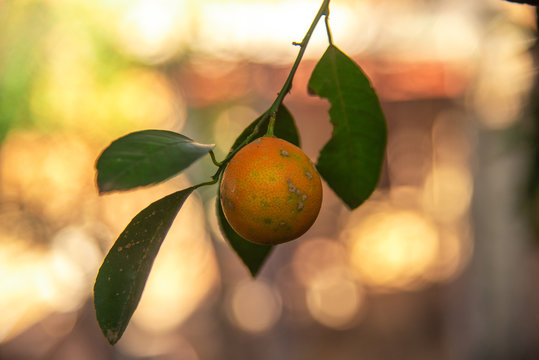 Fruto de limoeiro (Citrus limon) no galho de &aacute;rvore