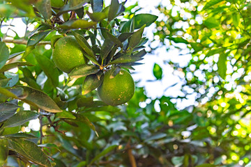 Fruto de limoeiro (Citrus limon) no galho de árvore