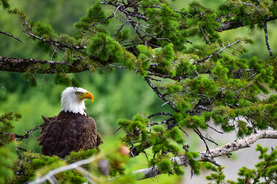American bald eagle on a branch
