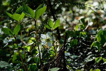 山の中の野イチゴの花。Flowering wild strawberry in a mountain area, Tokyo Japan.