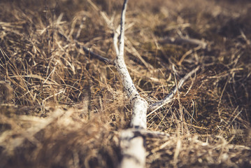 Yellow Grass © AristilisPhotography