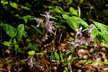 山の中のイカリソウ。Flowering purple epimedium like bishop's hat or fairy wings, Tokyo Japan.