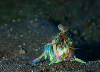 The Pnk-eared mantis
