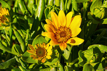 Close-up of yellow wild Salad Thistle flower