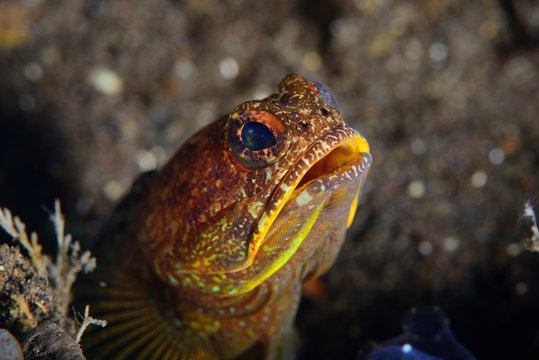 Solor Jawfish