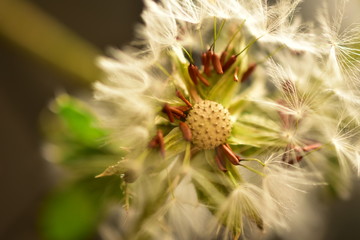 Beautiful weeds in the garden 