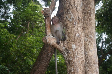 Macaque monkey sitting in a tree on Langkawi Island, Malaysia. 