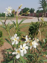 bouquet of flowers