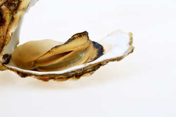 The oyster isolated on a white background