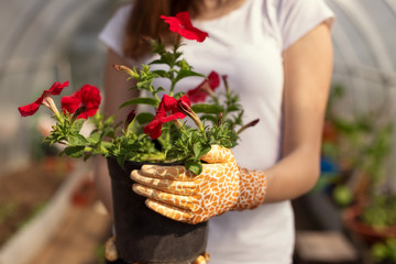 Red flowers calibrachoa in a pot with green leaves in greenhouse. Flowers for sale concept. Girl's hands holding a container