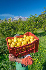Harvest time: farmer carrying a box full of just picked lemons near Catania, Sicily, Mount Etna in the background - 342950427