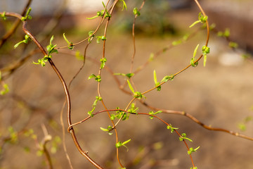 Spring blossom tree: branch of a blossoming tree on garden background. Photo in sunlight. Front view of green leaveson the tree