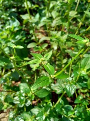 Close up green spermacoce exilis (borreria) in the nature with natural background.  This plant is weeds. Flowers are white to very pale purple, formed in axillary clumps.