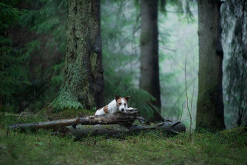  dog in the forest. Jack Russell Terrier in nature. Walk with a pet