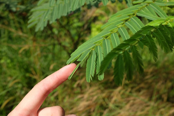 Mimosa Pudica Sensitive Plant Leaves Reacting to Touch by Rapid Movement